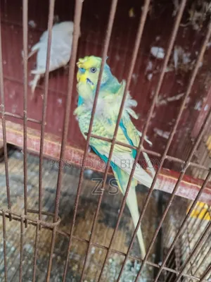 জাপানিজ বাজরিকা