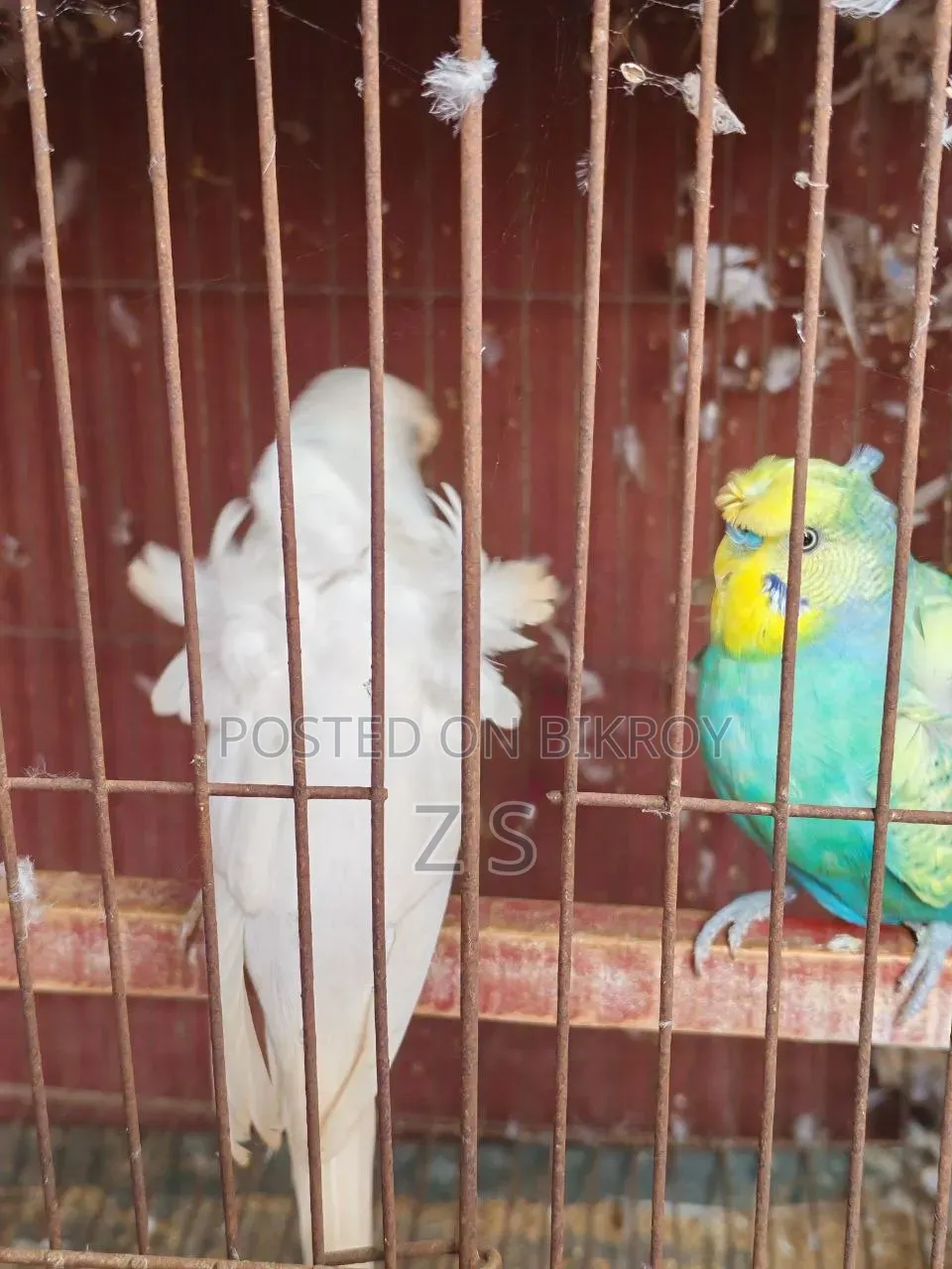 জাপানিজ বাজরিকা