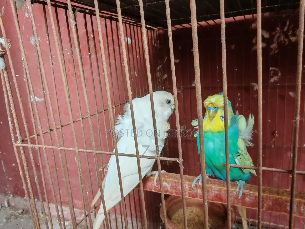 জাপানিজ বাজরিকা
