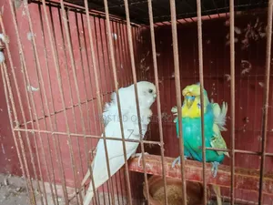 জাপানিজ বাজরিকা
