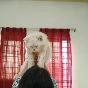 1+ year Male Purebred Persian