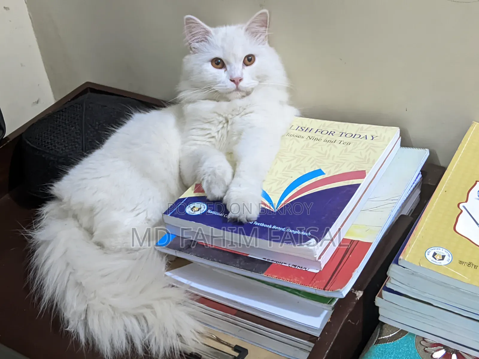 ১+ বছরের খাঁটি পার্সিয়ান মাদী বিড়াল