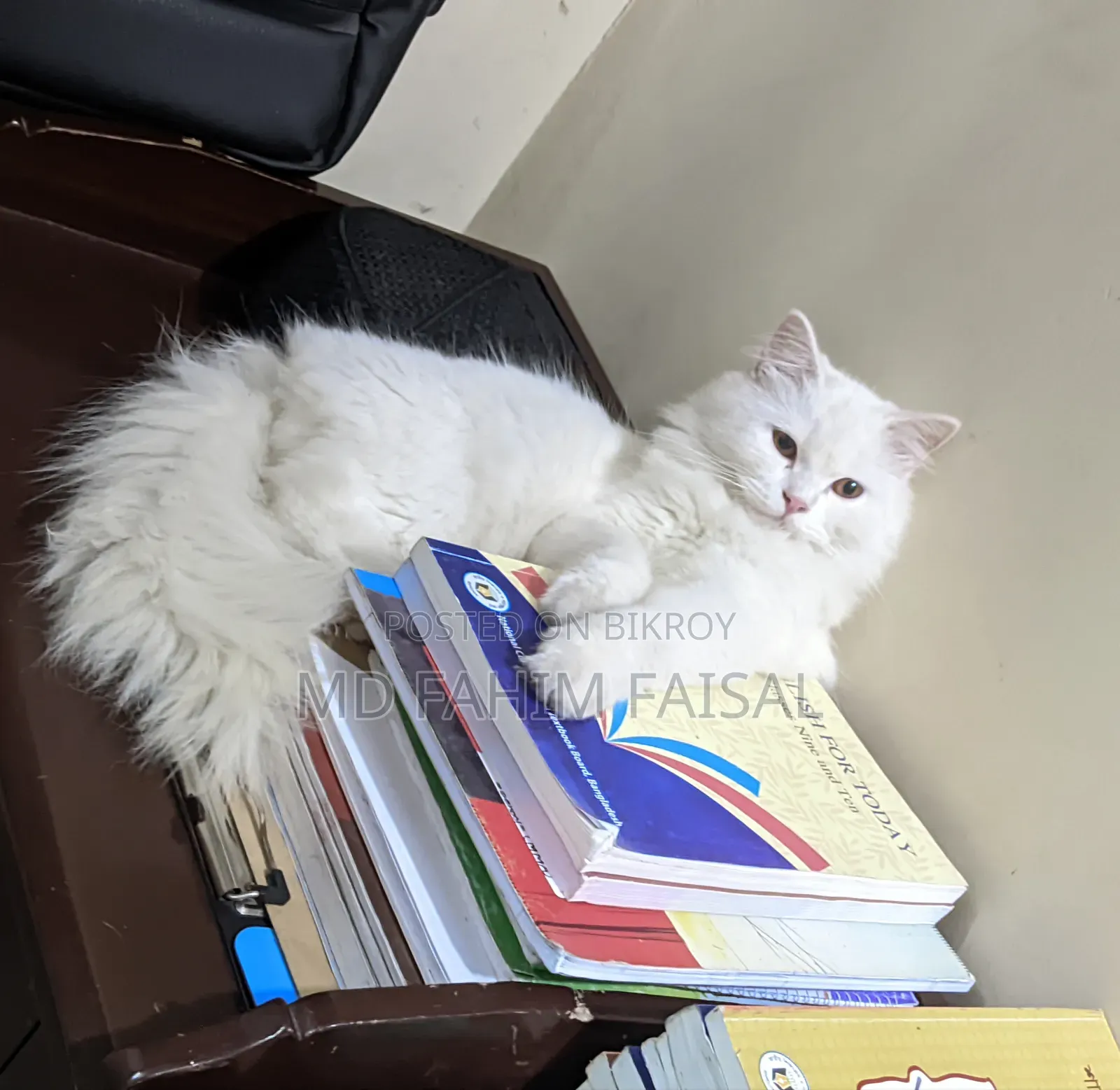 ১+ বছরের খাঁটি পার্সিয়ান মাদী বিড়াল