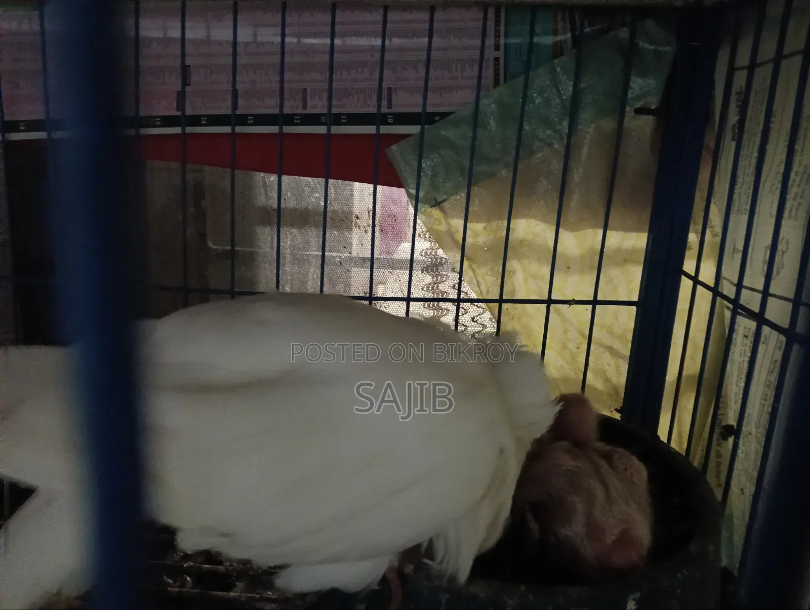 White Bombiya With 2 Baby