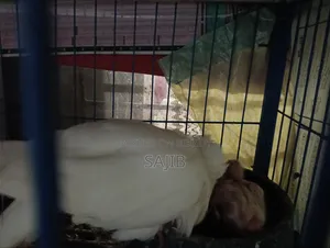 White Bombiya With 2 Baby