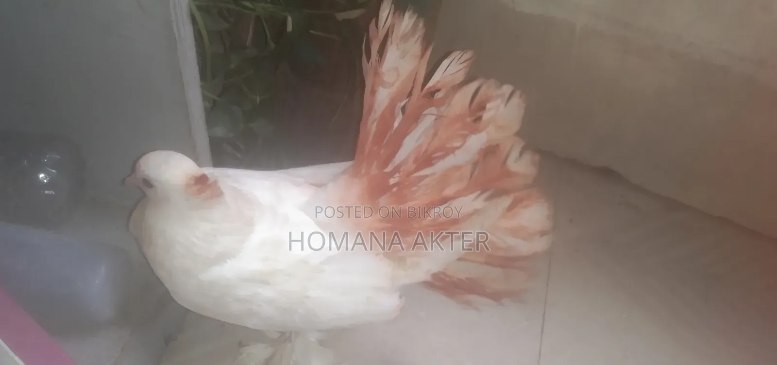 Lakka Pigeon