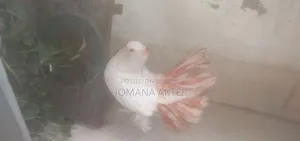Lakka Pigeon