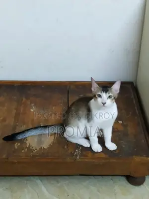 1-3 Months Male Mixed Breed Bengal