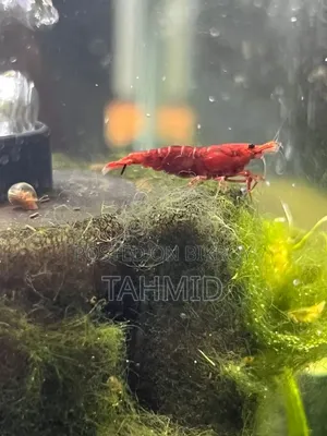 রেড চেরি শ্রিম্প