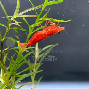 রেড চেরি শ্রিম্প