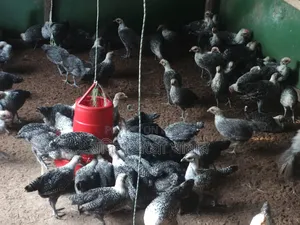 Low Price Chicken Sale Ongoing
