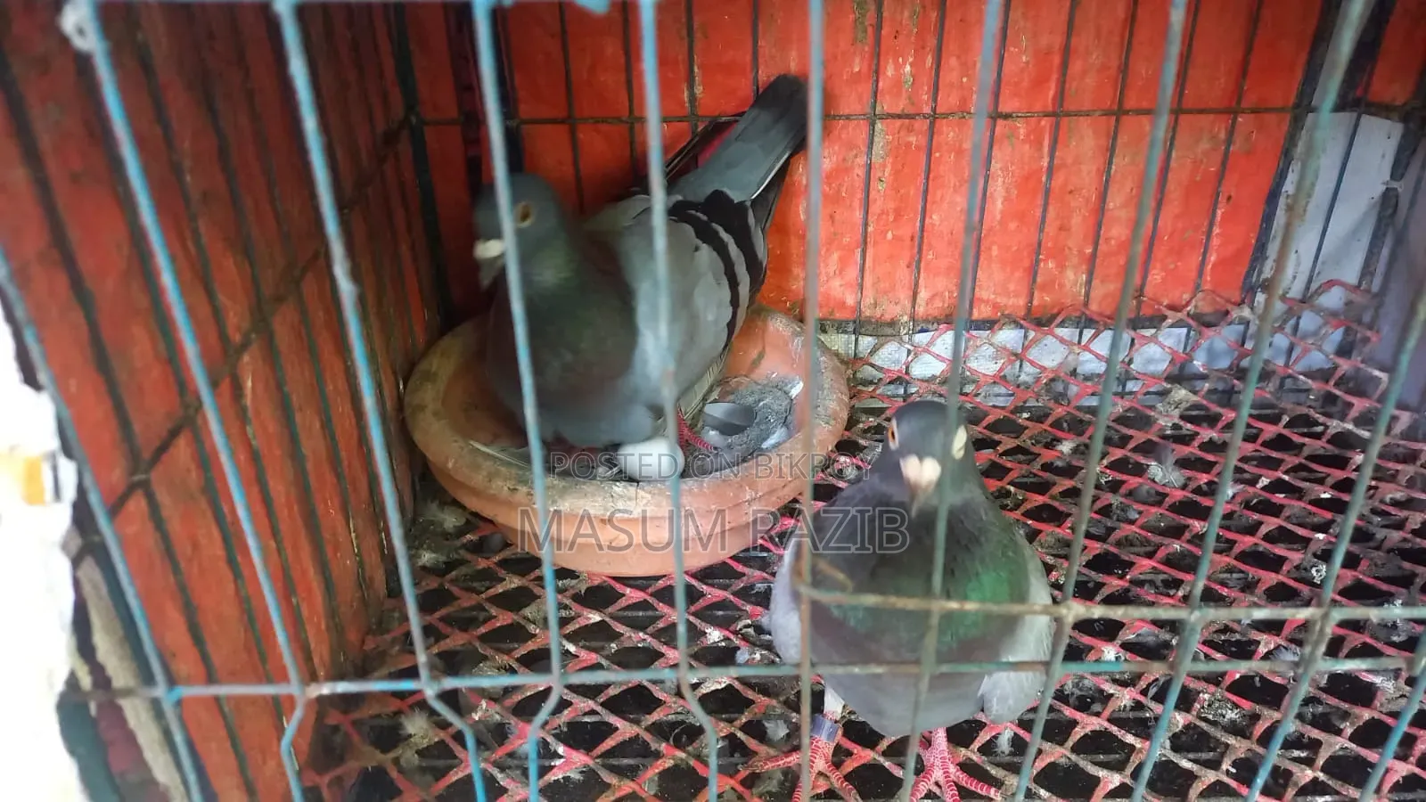 I need some pigeon cages