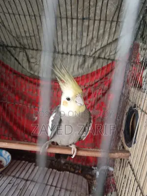 ককটেল মেল পাখি