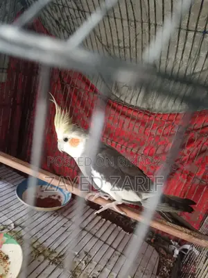 ককটেল মেল পাখি