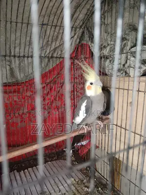 ককটেল মেল পাখি