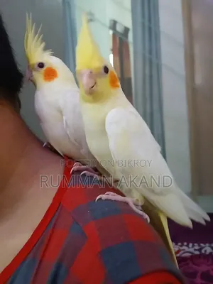 Tame Cockatiel Babies | Self-Feed