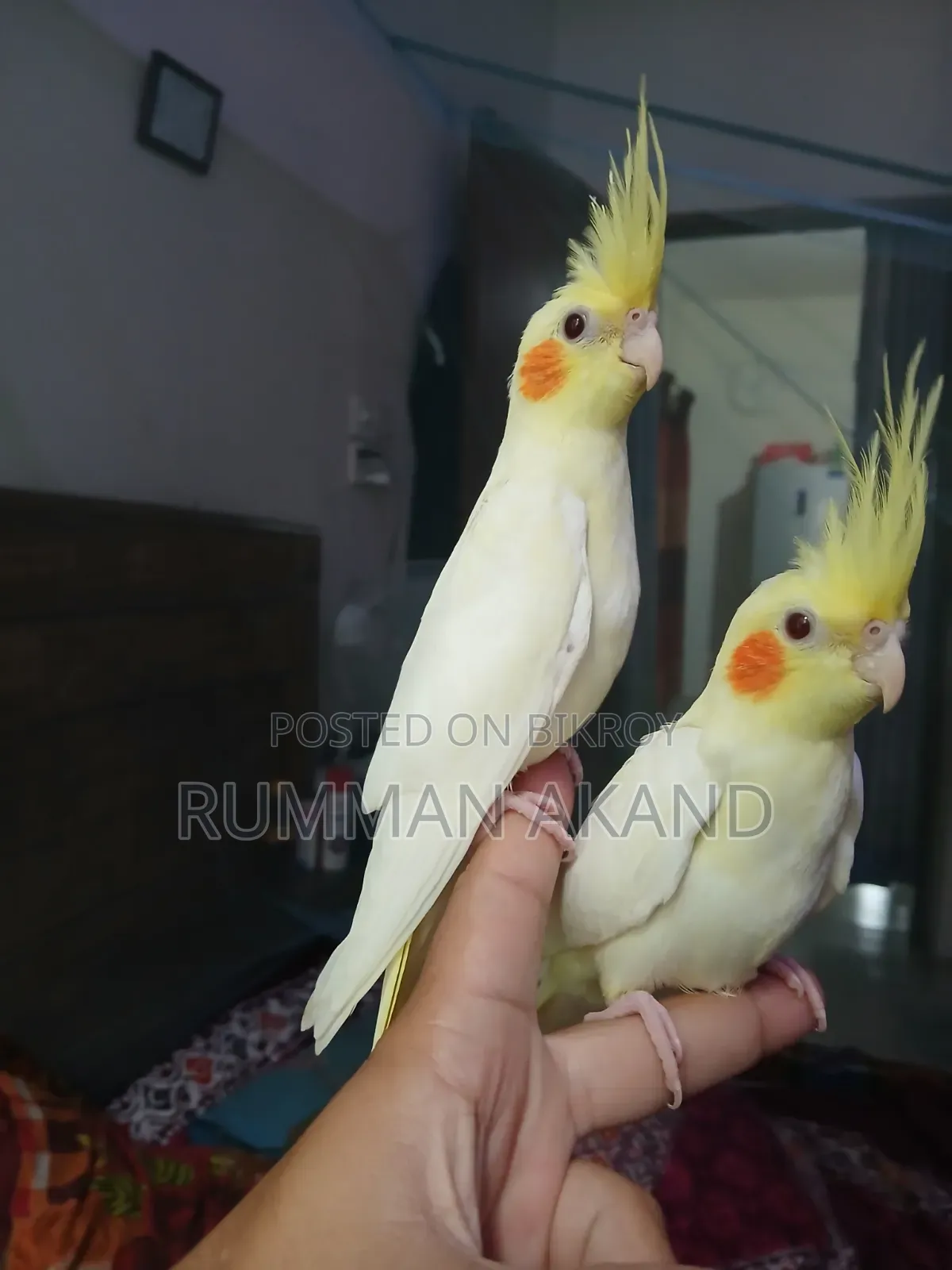 Tame Cockatiel Babies | Self-Feed