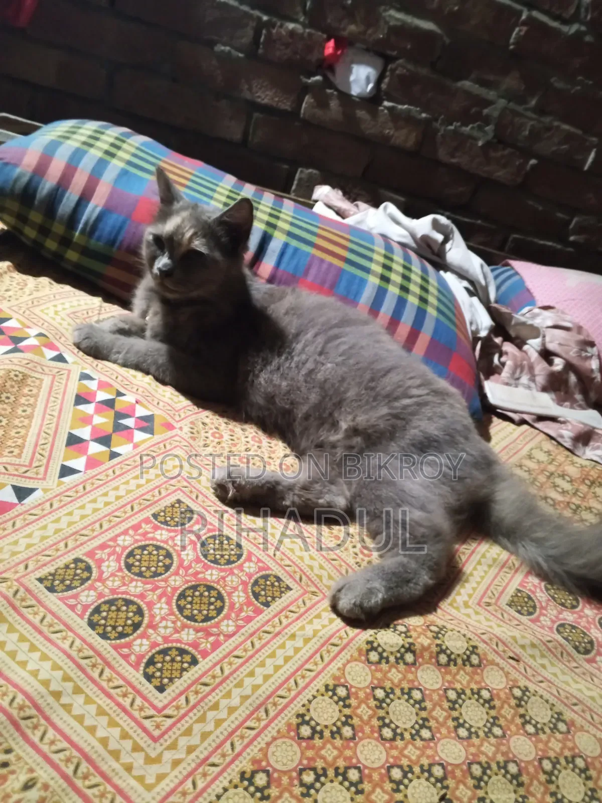 1+ year Female Purebred Persian