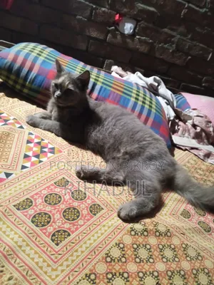 1+ year Female Purebred Persian