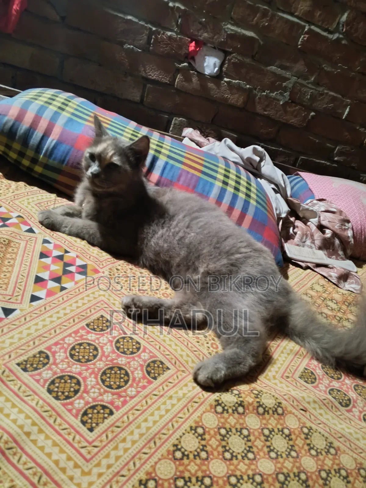 1+ year Female Purebred Persian