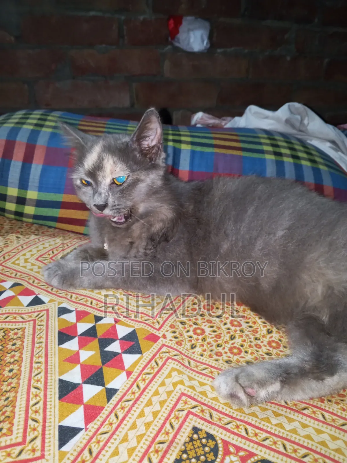 1+ year Female Purebred Persian