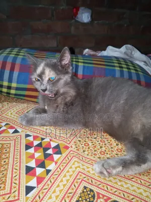 1+ year Female Purebred Persian