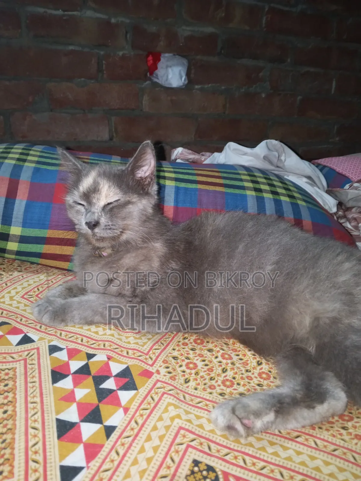 1+ year Female Purebred Persian
