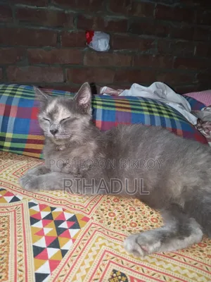 1+ year Female Purebred Persian