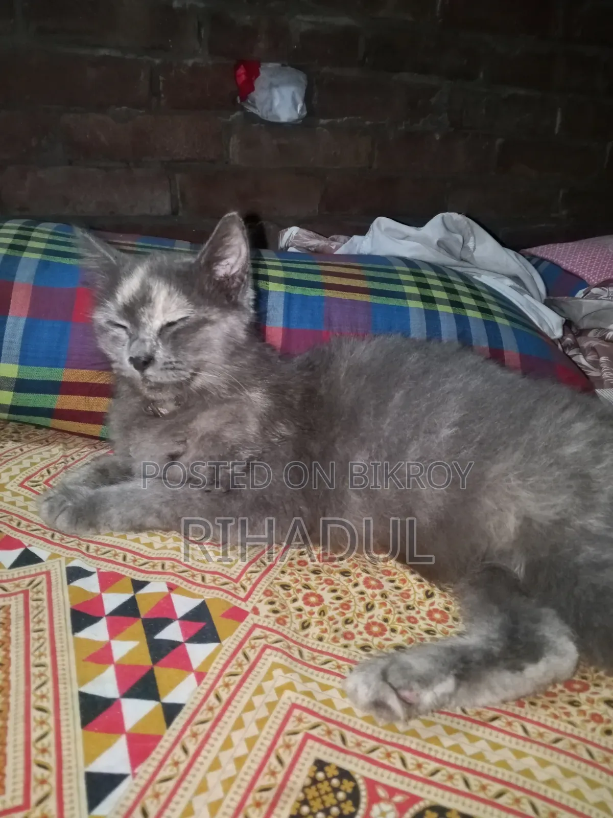 1+ year Female Purebred Persian