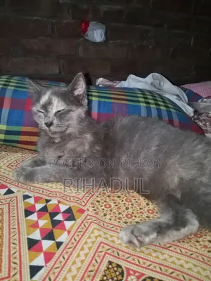 1+ year Female Purebred Persian