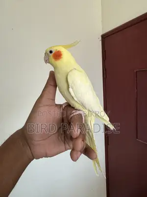 হাফ টেম মেল