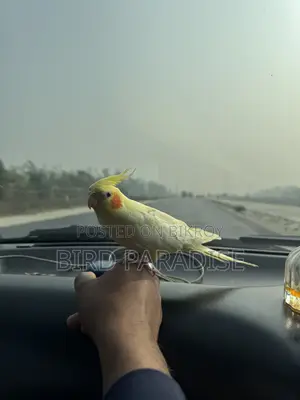 হাফ টেম মেল