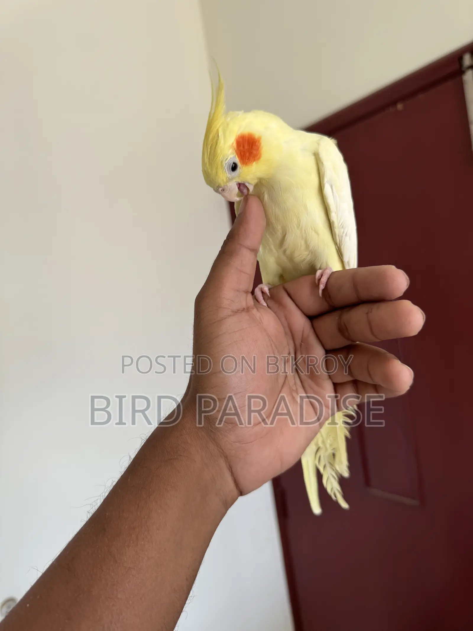 হাফ টেম মেল