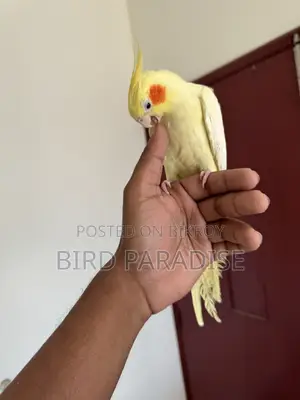 হাফ টেম মেল