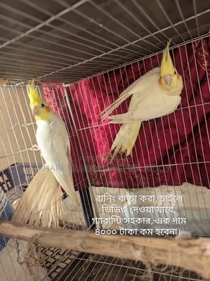 ডিম বাচ্চা করা রানিং লুটিনো রেড আই ককটেল
