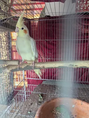 ডিম বাচ্চা করা রানিং লুটিনো রেড আই ককটেল
