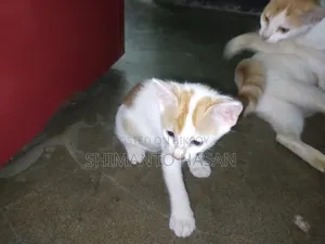 1+ Year Female Mixed Breed Colorpoint Shorthair