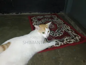 1+ Year Female Mixed Breed Colorpoint Shorthair
