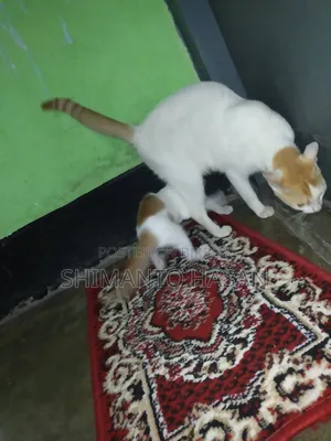 1+ Year Female Mixed Breed Colorpoint Shorthair
