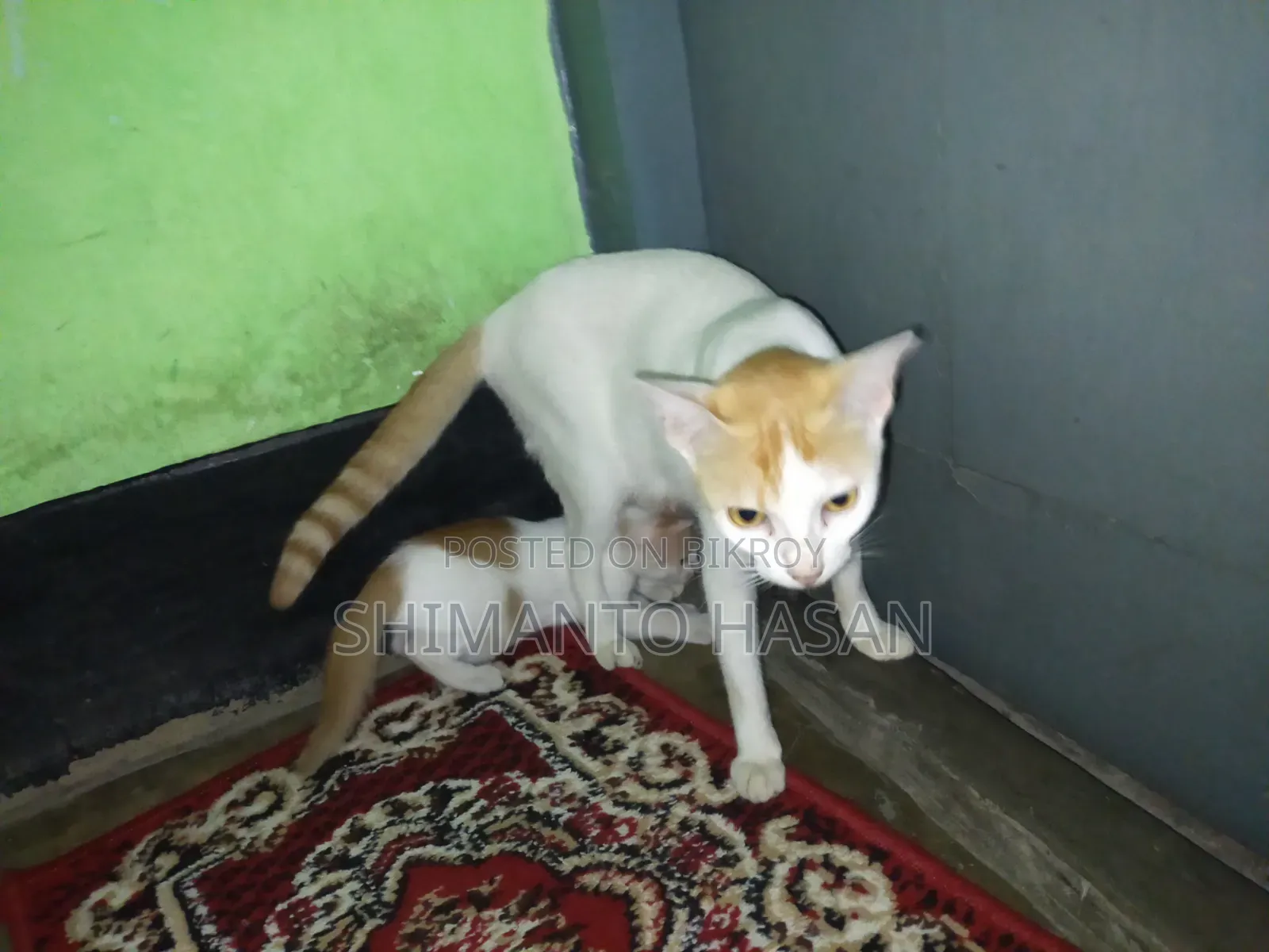 1+ Year Female Mixed Breed Colorpoint Shorthair