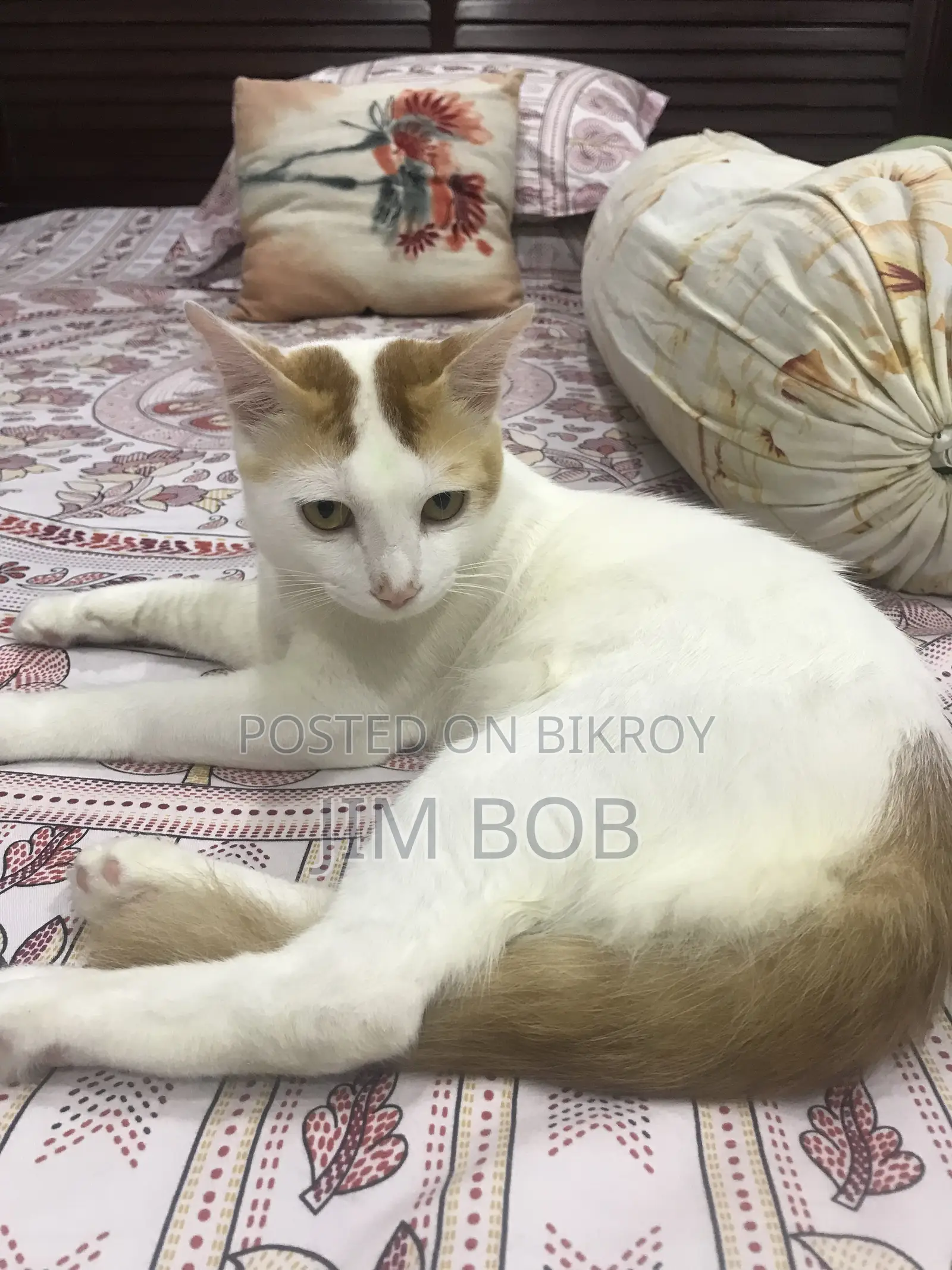 ৬-১২ মাসের নর পিওরব্রেড বিড়াল
