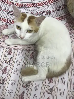 ৬-১২ মাসের নর পিওরব্রেড বিড়াল