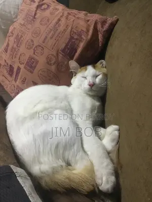 ৬-১২ মাসের নর পিওরব্রেড বিড়াল