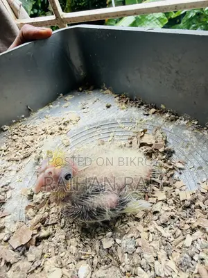 লুটিনো পাইড টিম সাইজ ককটেল পাখি