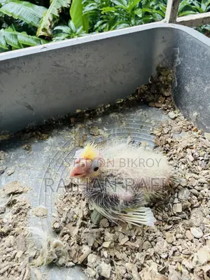 Lutino Pied Team Size Cockatiels