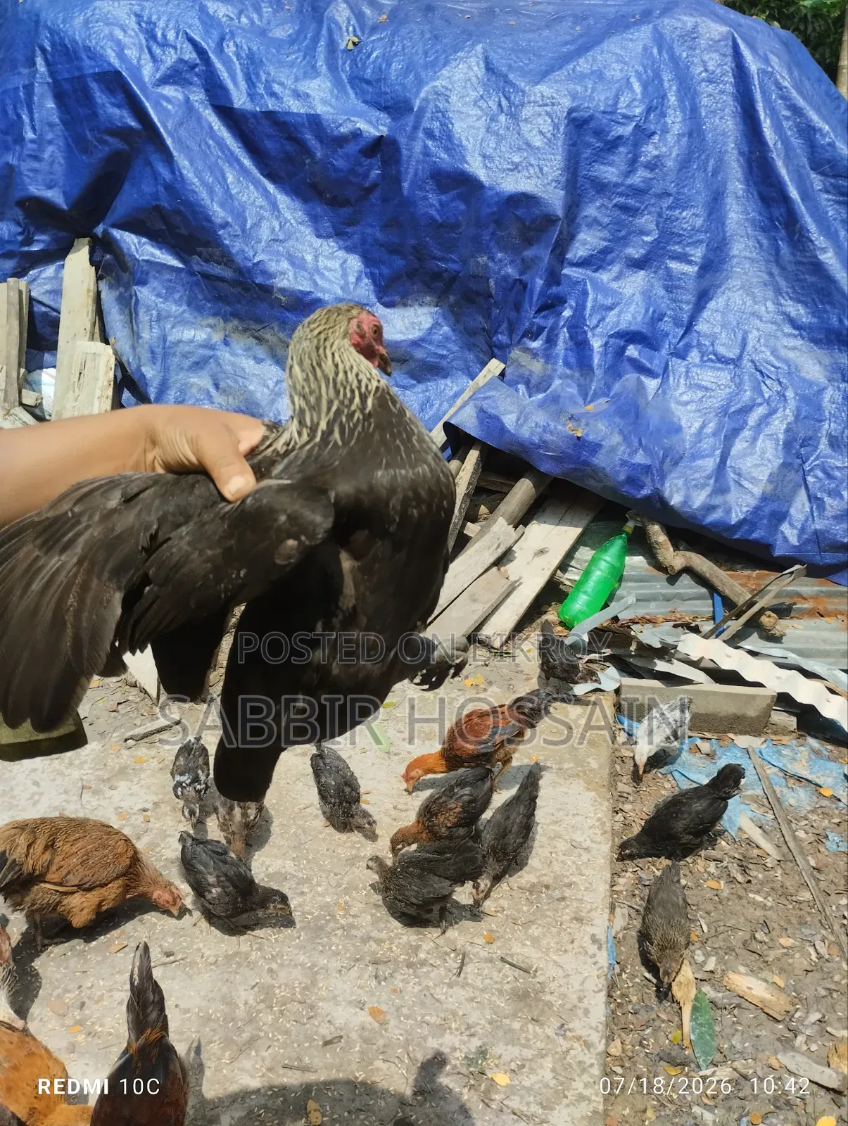 Local Chicken