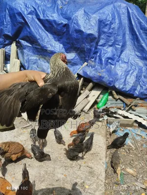 Local Chicken