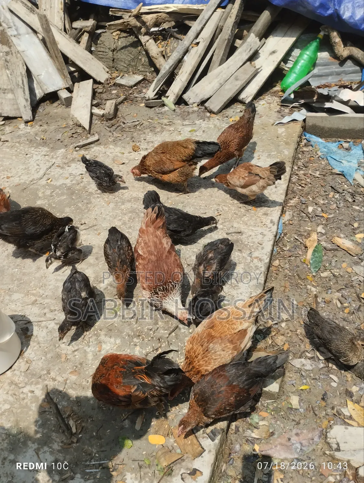 Local Chicken