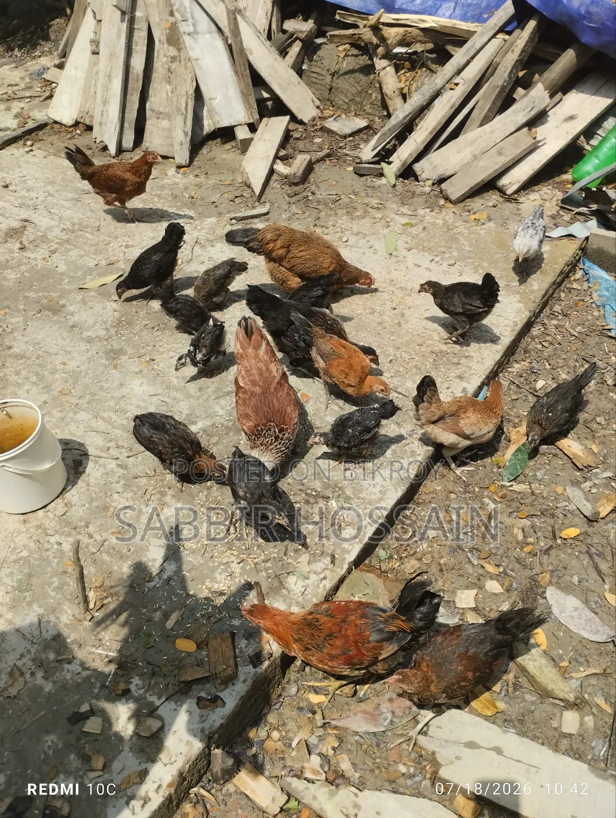 Local Chicken