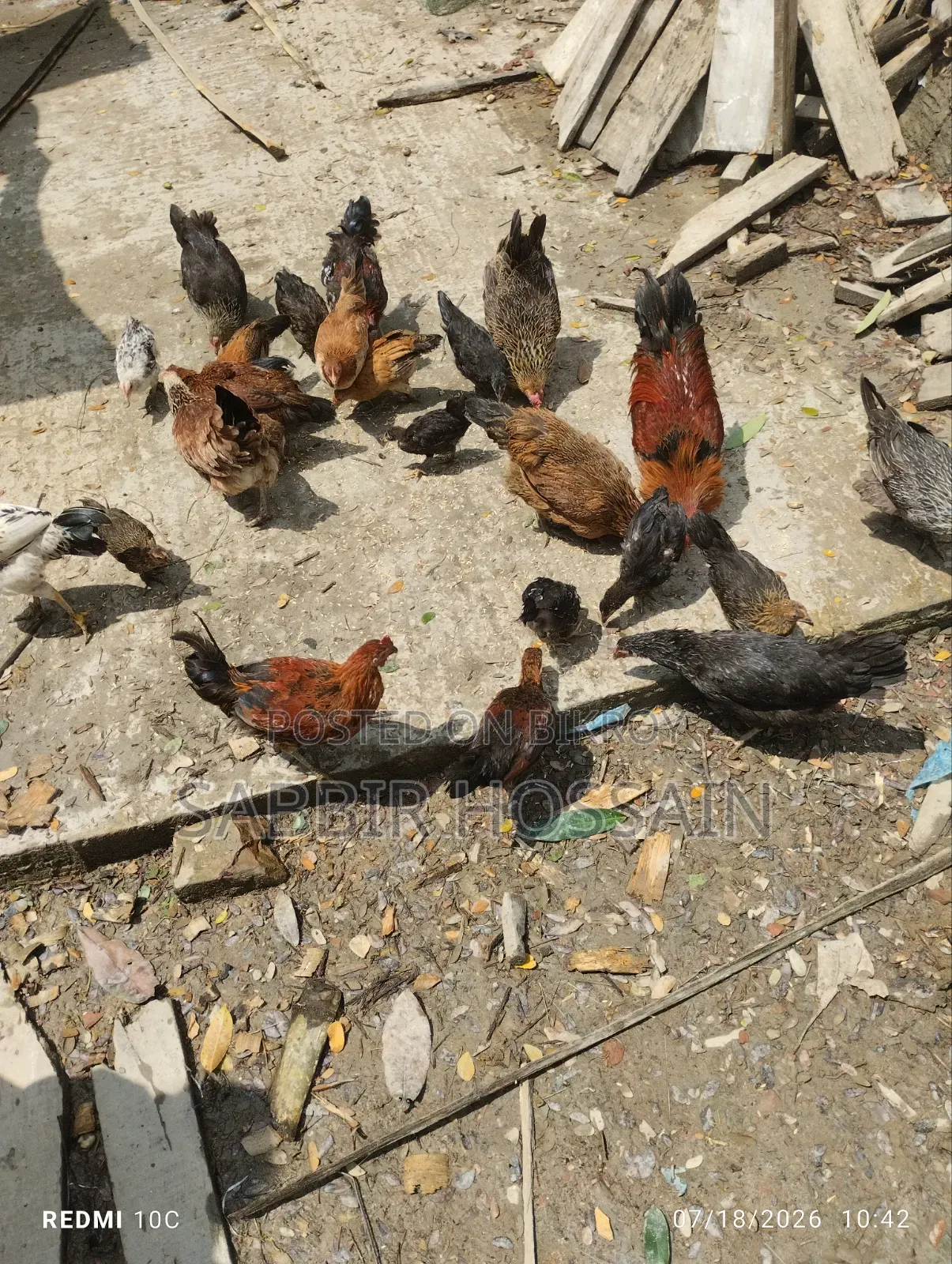 Local Chicken